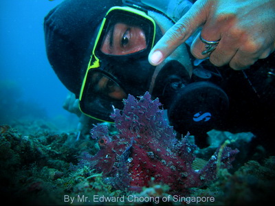 Scuba Dive in Anilao - Underwater Macro Photography, Anilao Muck dive.